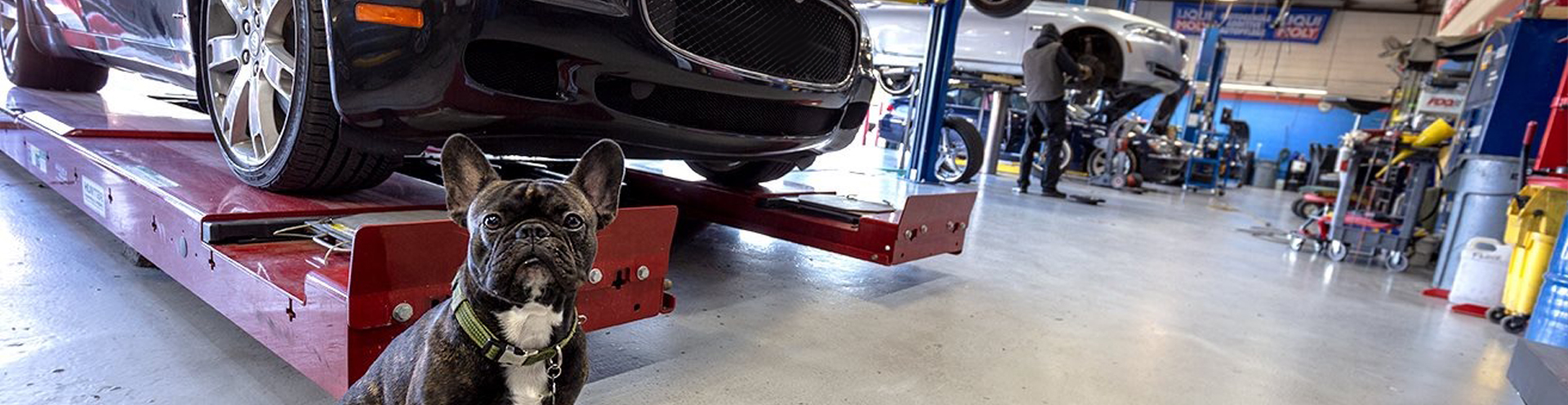 Our Dog in our Auto Repair Garage | European Automotive Specialists